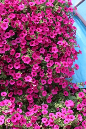 Picture of Petunia - Purple Velvet F1